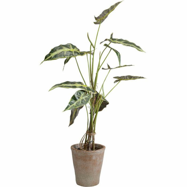 KARE roślina dekoracyjna ALOCASIA 80 cm 327769